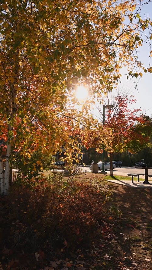 有关下落, 垂直视频, 太阳的免费素材视频