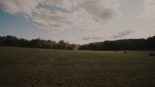 有关天性, 天空, 宠物的免费素材视频