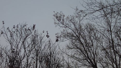 有关冬季, 分支机构, 天性的免费素材视频