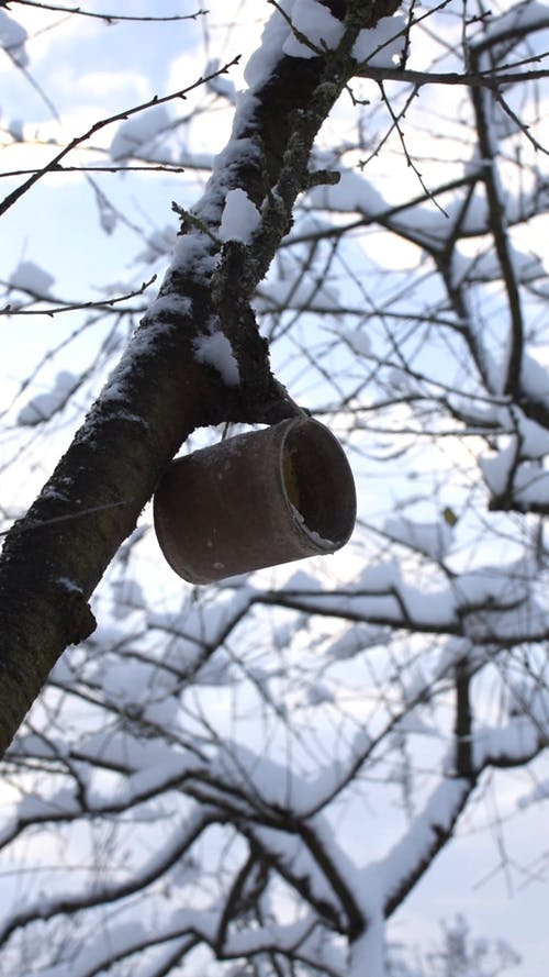 有关birds_flying, 下雪的天气, 冬季景观的免费素材视频