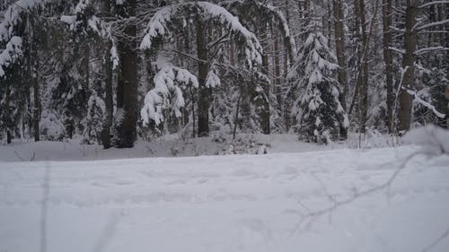 有关一对, 下雪的, 人的免费素材视频