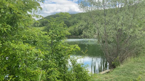 有关天性, 户外, 树木的免费素材视频