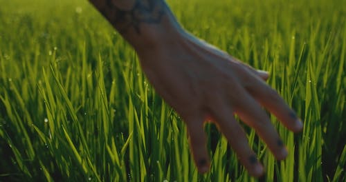 有关@户外, 农业用地, 日光的免费素材视频