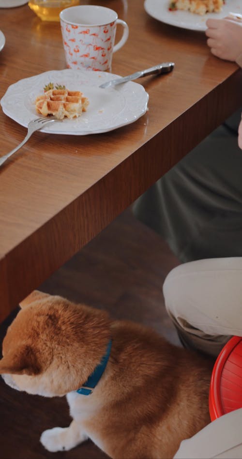 有关一起, 不露面, 伴侣的免费素材视频