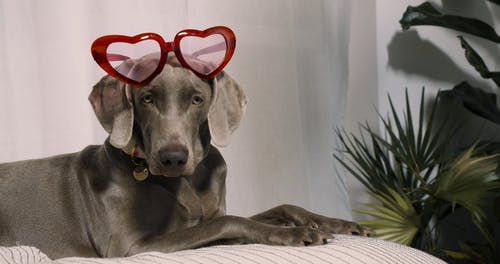 有关动物, 家畜, 宠物的免费素材视频