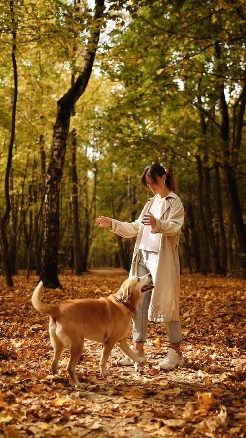 有关下落, 公园, 动物的免费素材视频