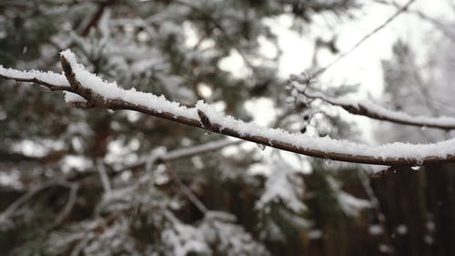 有关下雪的, 下雪的天气, 冬天的免费素材视频