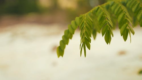 有关假期, 分公司, 和平的的免费素材视频