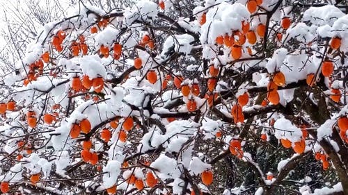 有关@户外, 下雪, 冷的免费素材视频