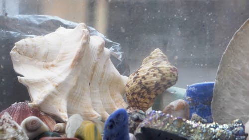 有关佛罗里达贝壳, 创作的, 卵石的免费素材视频
