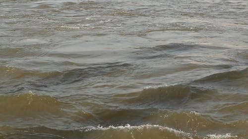 有关天性, 户外, 招手的免费素材视频