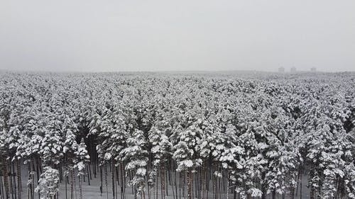 有关下雪, 公园, 冬季的免费素材视频