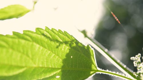 有关天性, 工厂, 户外的免费素材视频