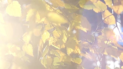 有关天性, 户外, 明亮的免费素材视频