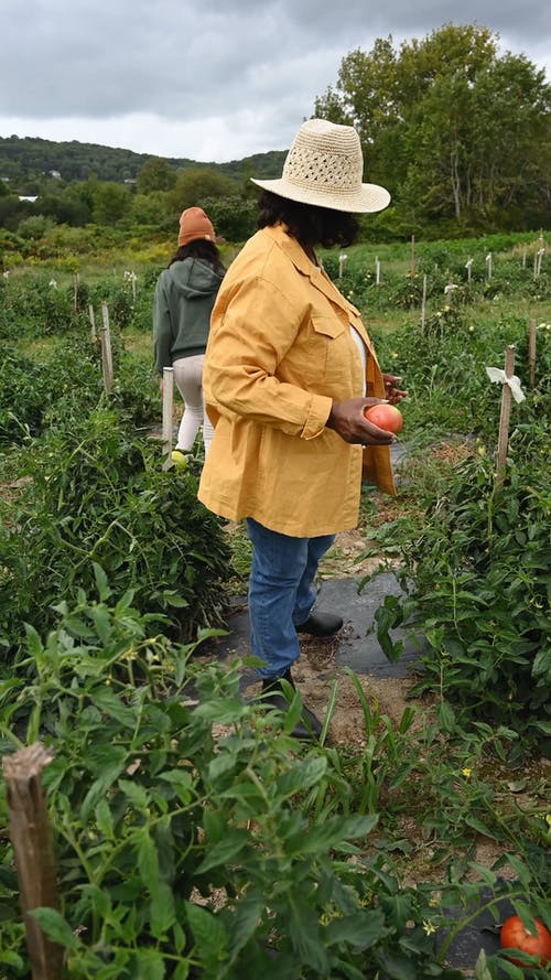 女农民检查他们的番茄种植园 · 免费素材视频