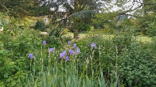 有关公园, 天性, 工厂的免费素材视频