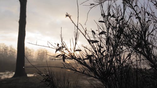 有关dwingelderveld, 冬季, 冷的免费素材视频