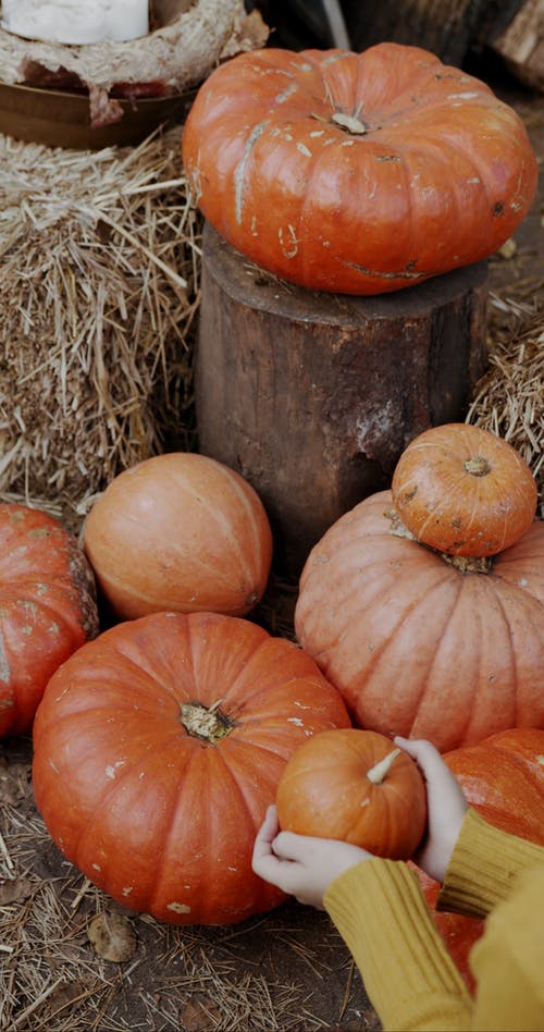 有关乾草, 垂直视频, 女人的免费素材视频