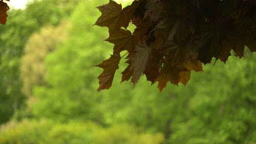 有关4k, 下落, 天性的免费素材视频