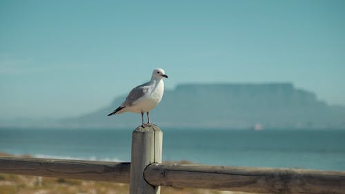 有关动物, 栖息, 海鸟的免费素材视频