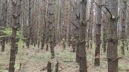 有关天性, 森林, 树木的免费素材视频