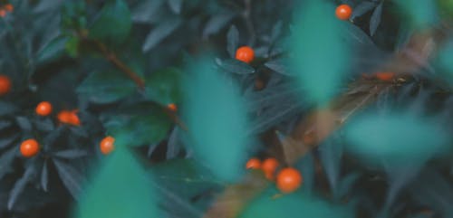 有关杜鹃, 植物, 植物群的免费素材视频