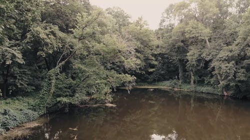 有关天性, 无人机相机, 森林的免费素材视频