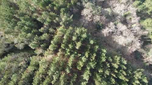 有关天性, 从上面, 森林的免费素材视频