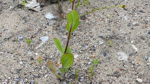 有关单, 天性, 季节的免费素材视频
