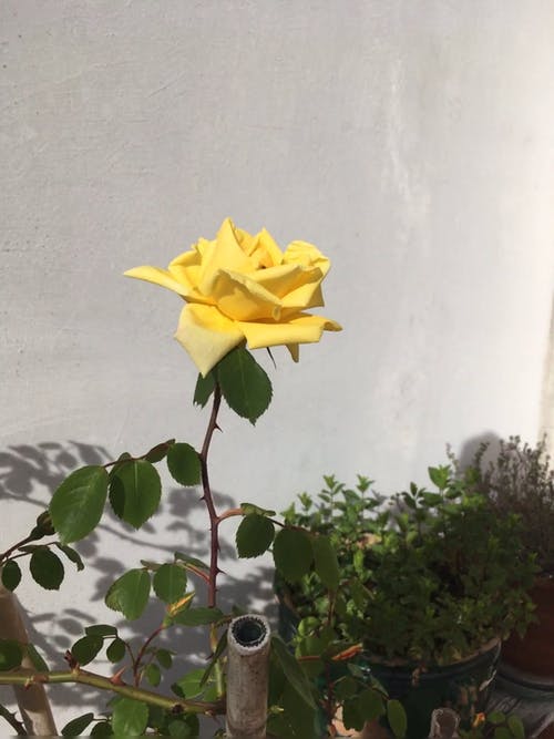 有关工厂, 晴天, 柔软的花瓣的免费素材视频