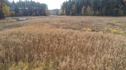 有关天性, 小河, 户外的免费素材视频