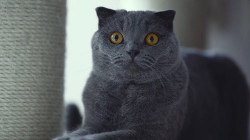 有关动物, 可爱的, 可爱的猫的免费素材视频