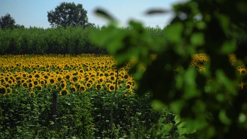 有关充满活力, 向日葵, 向日葵田的免费素材视频