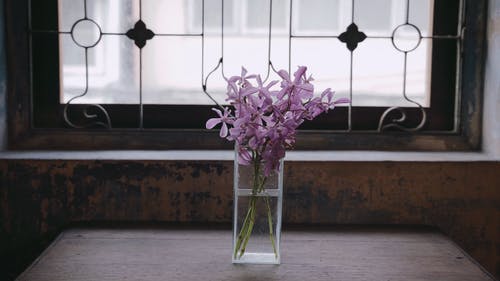 有关水, 玻璃, 玻璃花瓶的免费素材视频