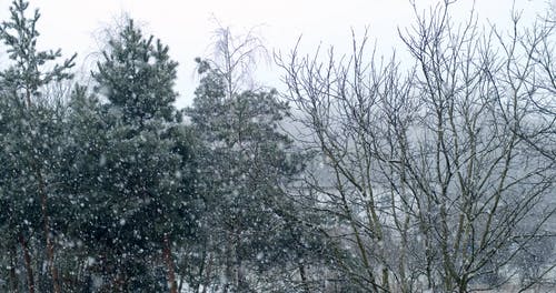 有关下雪, 下雪的天气, 冬季的免费素材视频