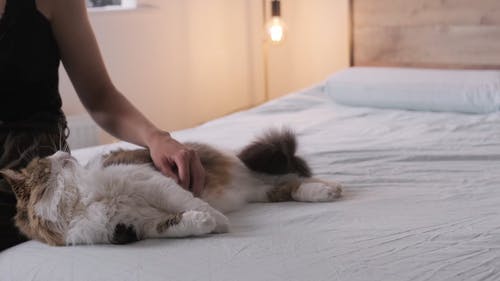 一个人在床上爱抚她的猫 · 免费素材视频