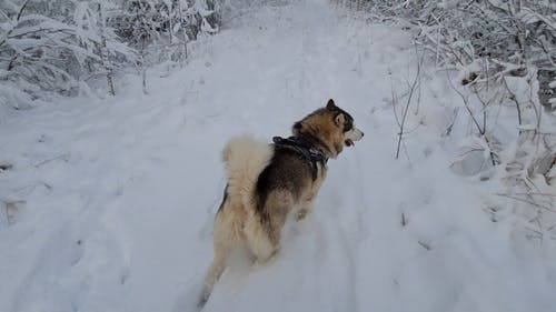 有关冬季, 动物, 宠物的免费素材视频