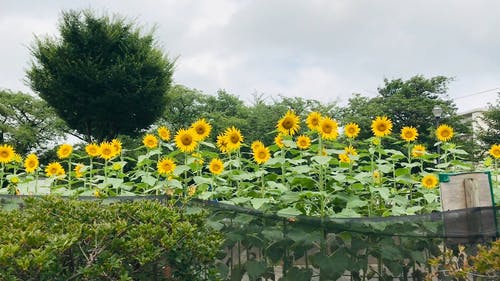 有关カルチュラフロリ, 修剪花草, 公园的免费素材视频