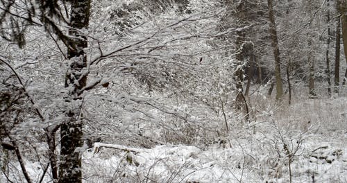 有关下雪的, 公园, 冬季的免费素材视频