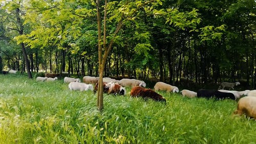 有关一群动物, 动物, 户外的免费素材视频