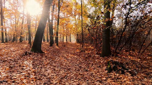 有关天性, 森林, 植物的免费素材视频