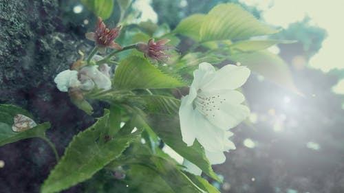 有关健行, 光, 冒险的免费素材视频