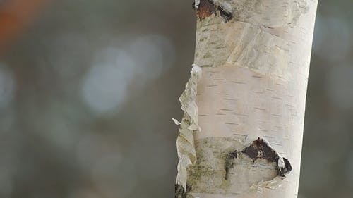 有关宏观, 模糊的背景, 树的免费素材视频