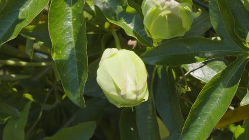 有关天性, 工厂, 户外的免费素材视频