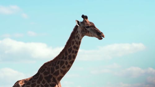 有关动物, 南非, 咀嚼的免费素材视频