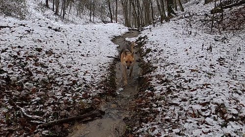 有关k9狗, 冬季, 冬季森林的免费素材视频