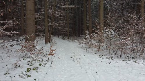 有关下雪的, 下雪的天气, 冬季的免费素材视频