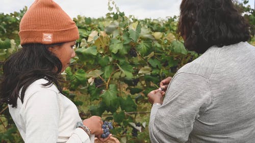 妇女从葡萄园里品尝新鲜采摘的葡萄 · 免费素材视频