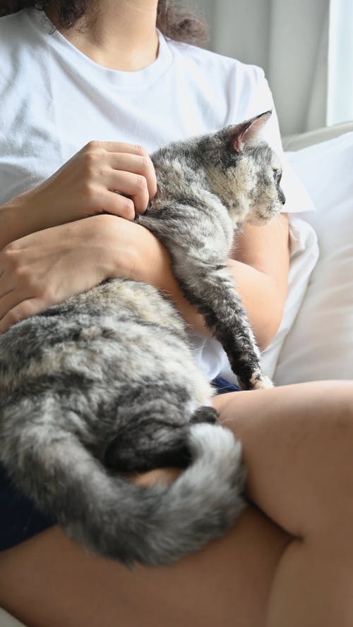 拥抱她的猫的人 · 免费素材视频