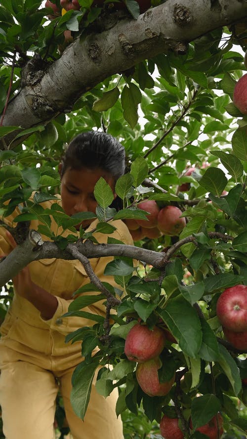 一个女人爬一棵苹果树摘轴承 · 免费素材视频